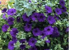 10  X   SURFINIA  TRAILING