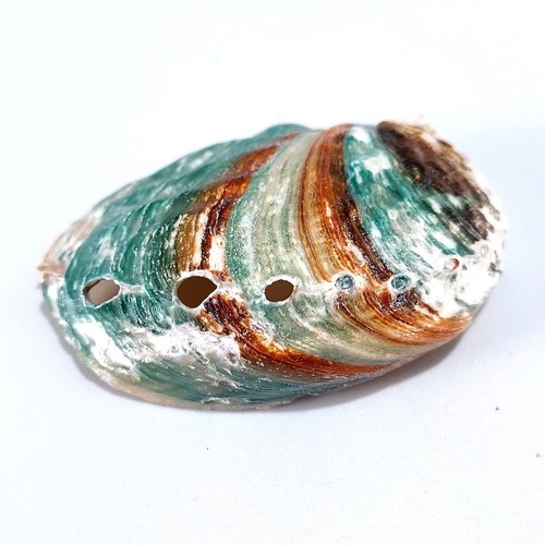 Abalone green haliotis natural - abalone,