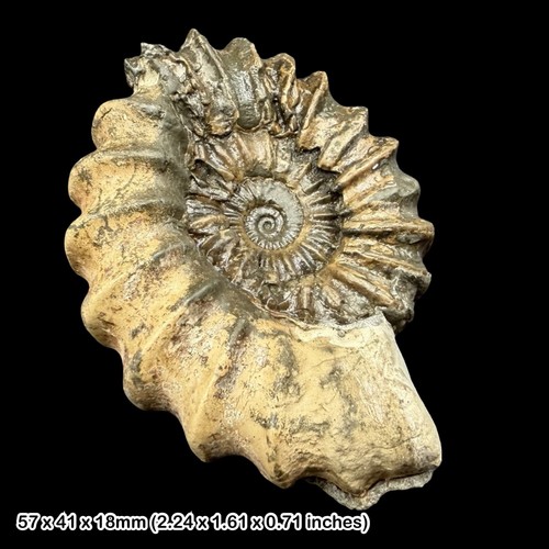 Androgynoceras ammonite fossil - ammonite,