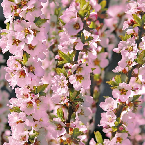 Prunus okame rhs award - okame,