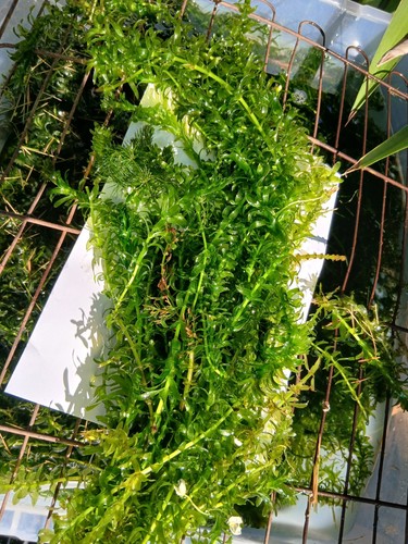 Floating pond plants elodea - plants,