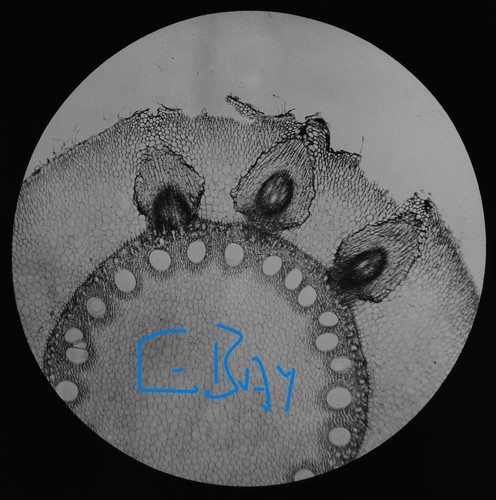 Microscope photo maize root - microscope,