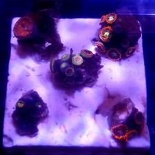 WYSIWYG Coral garden B - 2"x2" Mixed Zoas - See description corals frag frags