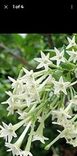CESTRUM NOCTURNUM /RAAT KI