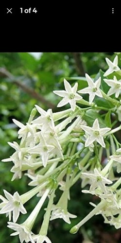 Cestrum nocturnum raat ki - cestrum, /raat
