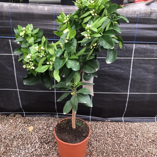 Citrus orange sinensis sweet - orange,