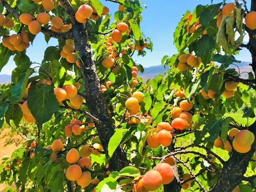 Prunus armeniacum apricot - 5,