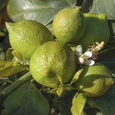 Citrus Fruit Tree, Lime Tahiti, Fragrant Blossom, Seedless Fruit, 4L Pot, 80cm