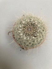 Mammillaria Flowering Cactus