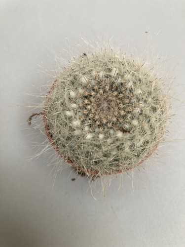 Mammillaria flowering cactus - mammillaria,
