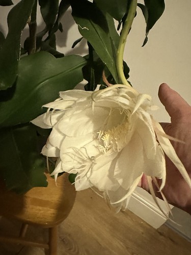 Epiphyllum orchid queen of - orchid,