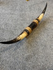 Large decorative ox/bull horn