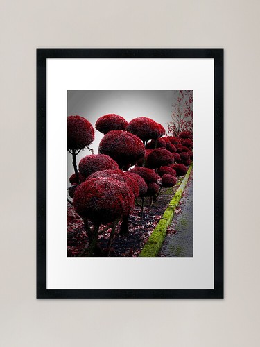Topiary framed art print - topiary,