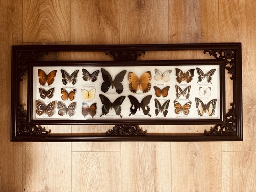 Vintage framed butterfly - framed,