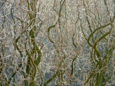 3 x  - Corkscrew Willow Cuttings-  Salix Tortuosa - Twisted Willow -20-30cm