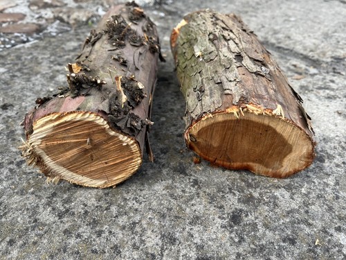 Yew wood logs - ,