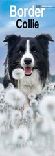 Border Collie 2026 Slim Wall