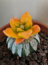 4cm Rare plant Ariocarpus Fis
