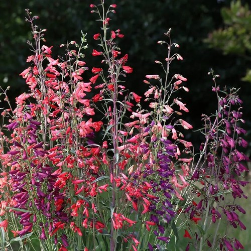 Penstemon barbartus twizzle - penstemon, 'twizzle'