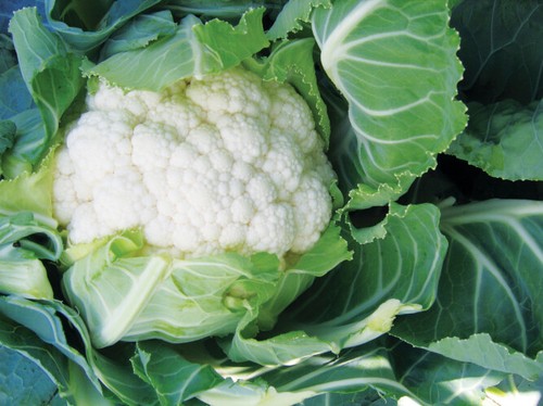 Cauliflower plug plants grow - cauliflower,