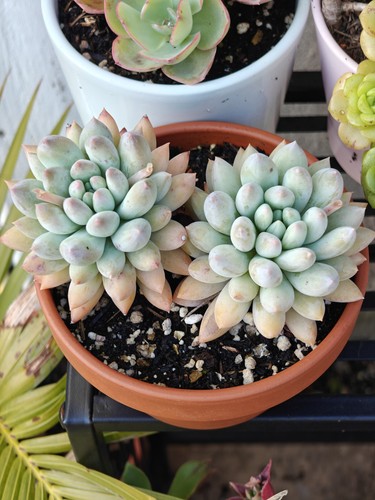Large echeveria snowy paw - large,