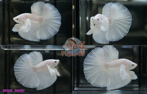 Live betta fish high - live,