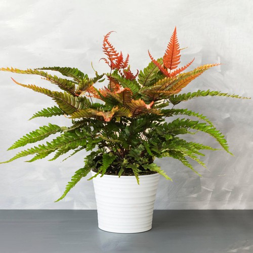 Pteris tricolor painted - pteris,