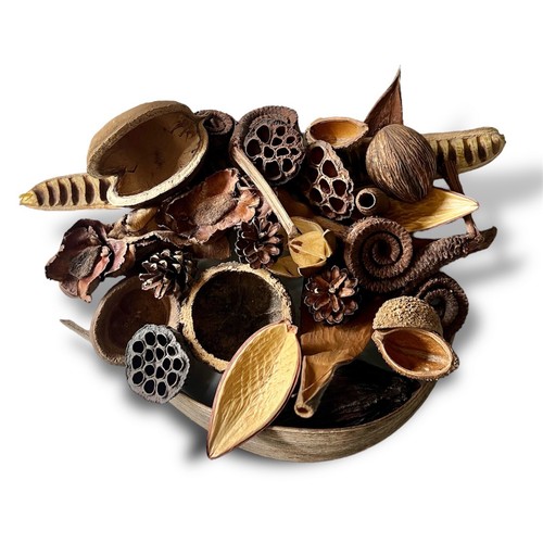Seed nut pods - seed,