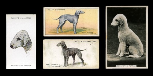 Bedlington terrier dog vintage - dog,