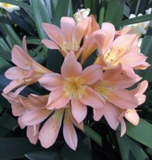 Clivia miniata Pink Germinated seeds. UK National Collection holders