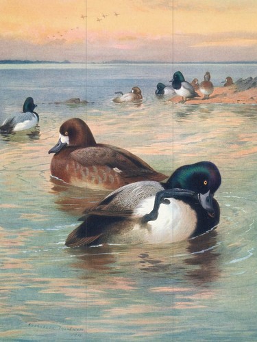 Mosaic ceramic panel scaup - panel,
