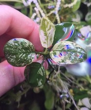 Anubias var King, rare aquatic plant, Bucephalandra / variegating, variegated 