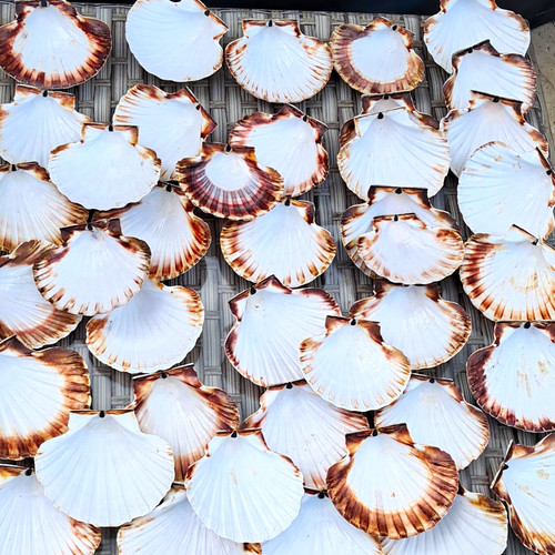 Bulk lot natural scallop - lot, 40