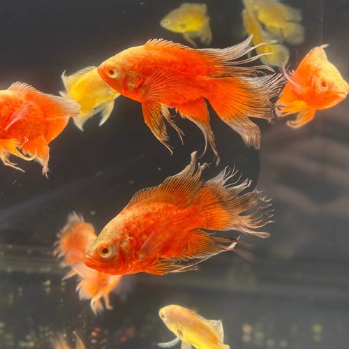 Bloody red veiltail oscar - red,