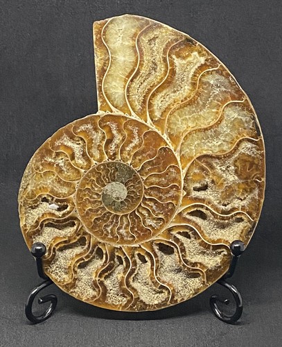10cm ammonites crystal fossil - ammonites,