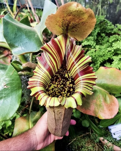 Nepenthes truncata red fleared - nepenthes,