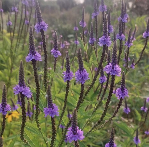Ex9cm bare root verbena - bare,