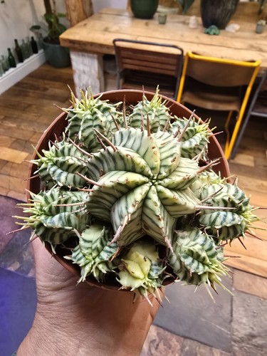 Rare collector cactus - rare,