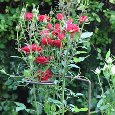 Steel Spiral plant support x 3