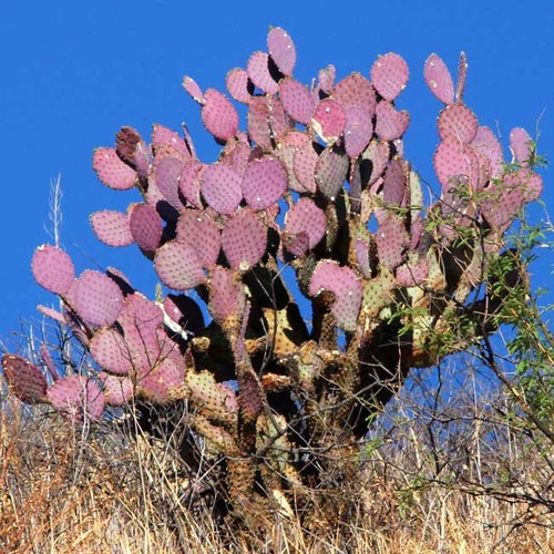Opuntia santa rita 10 - opuntia,