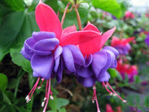 Fuchsia double plug - , x