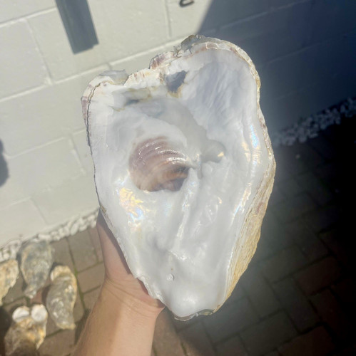 Large oyster shell flats - , (top