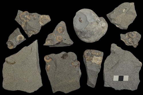 Unprepared ammonite - 10,
