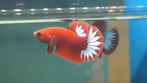 Hellboy hmpk male betta - hellboy,