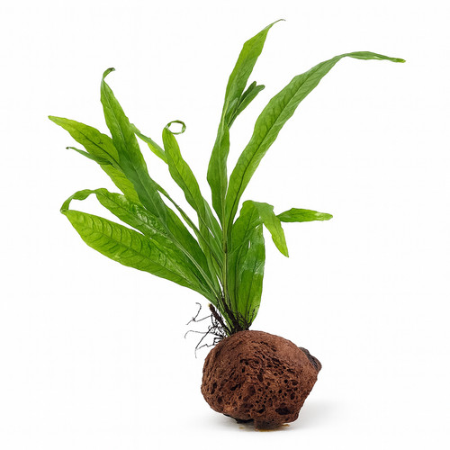 Java fern moss on - fern,