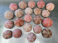 5x Sea Urchin Shells From North Scotland - 6-8cm Diameter