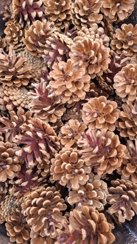 Pieces pine cones 7cm - pine, /