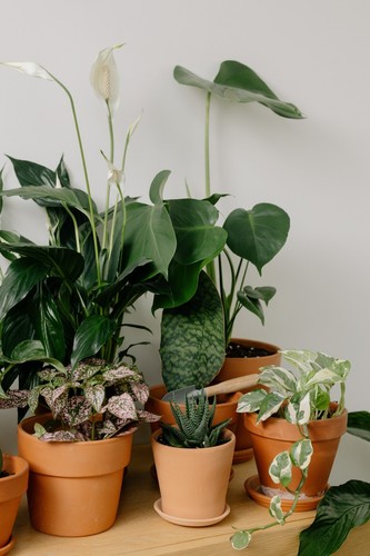 Tropical house plant seeds - tropical,