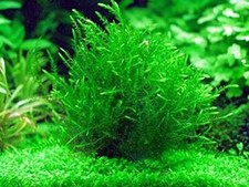Fontinalis Antipyretica - 1 Bunch - Oxygenating Pond Plants