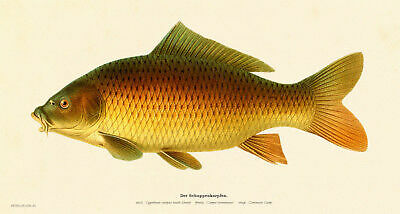 Scale carp cyprinus - carp,